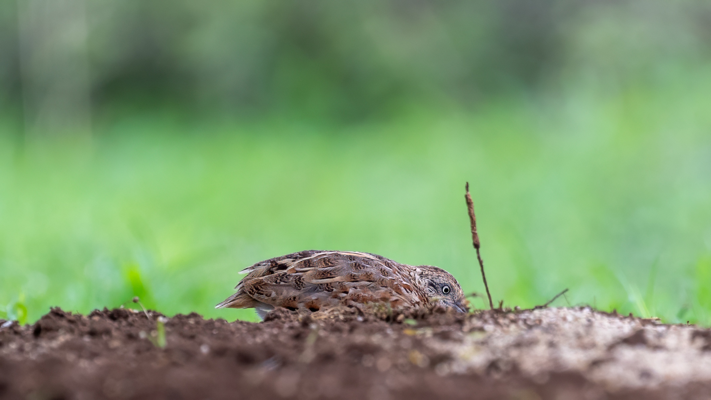 Small ButtonQuail